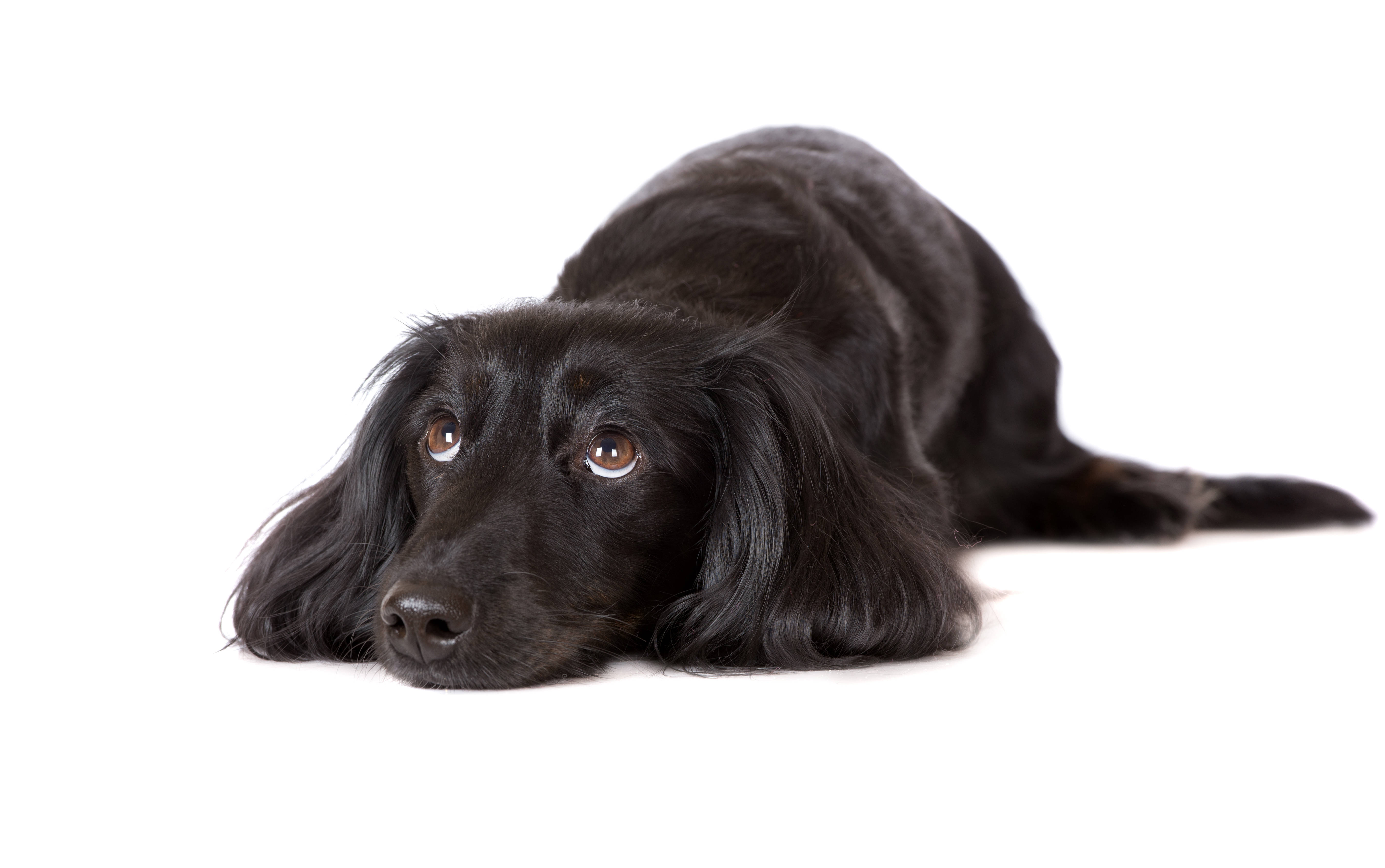 Flat-Coated Retriever, black, long silky fur, 5K Desktop Wallpaper