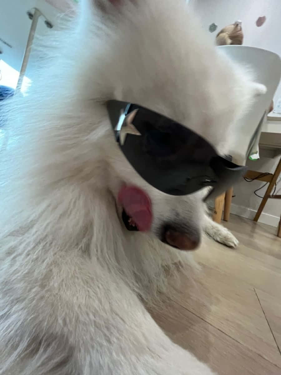 fluffy white dog, black sunglasses with a star detail, pink tongue, SD Phone Wallpaper