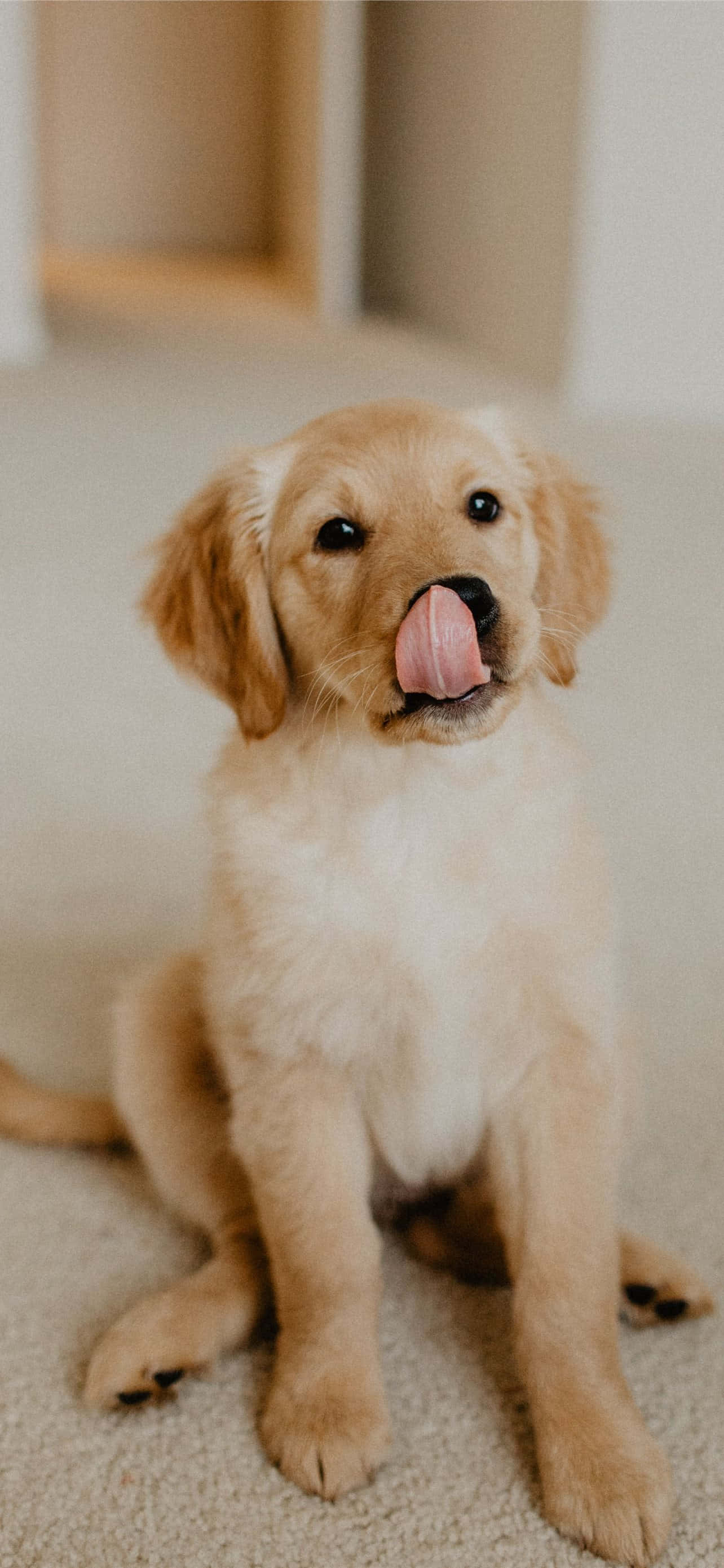 golden retriever puppy, beige carpet, licking its nose, 2K Phone Wallpaper