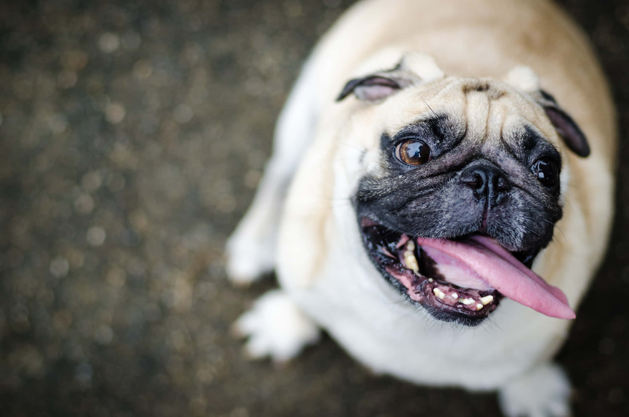 pug, tongue out, close-up photo, Full HD Desktop Wallpaper