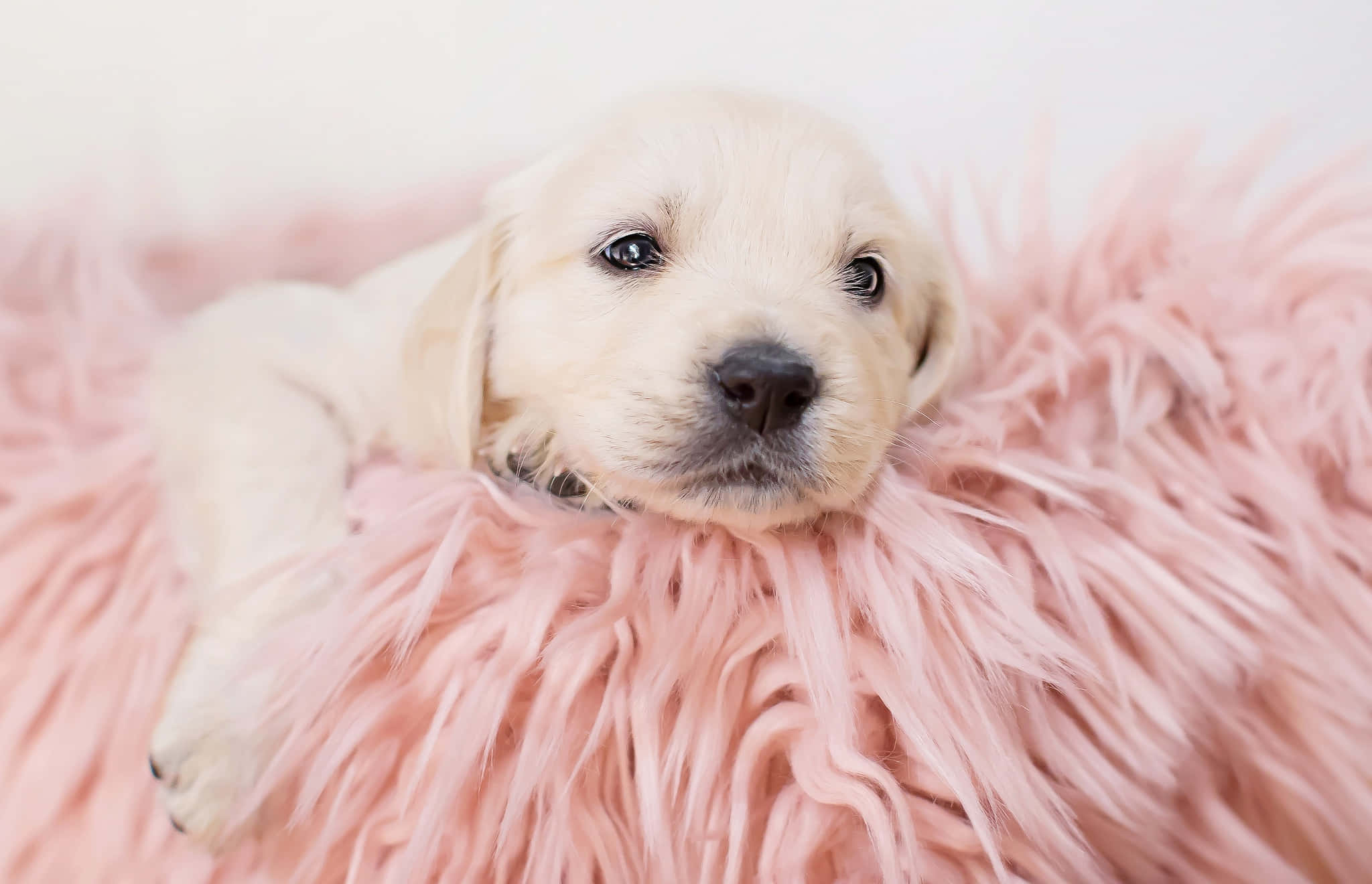 golden puppy, pink shaggy blanket, cream-colored, Full HD Desktop Wallpaper