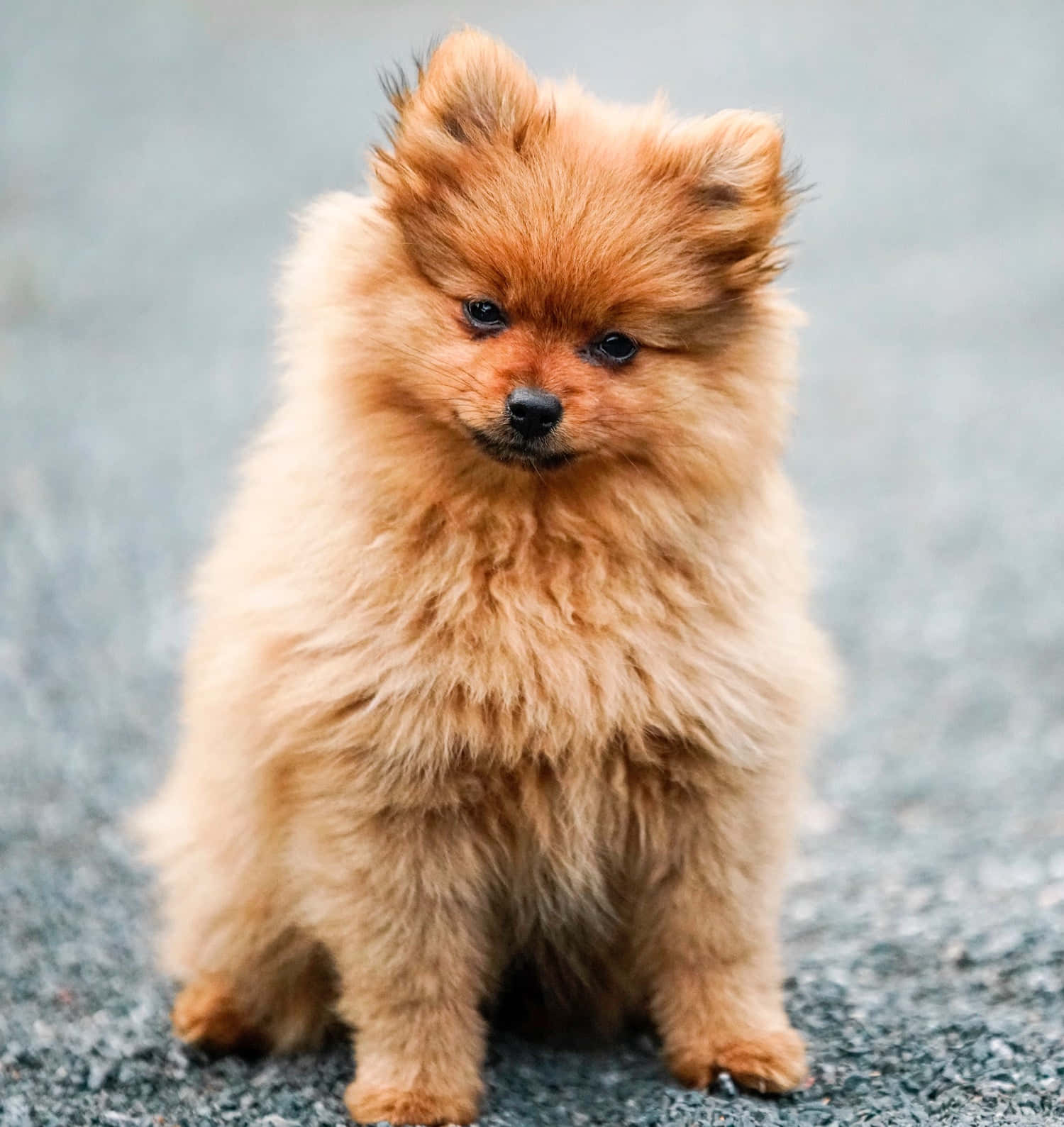 fluffy orange Pomeranian puppy, gray gravel surface, soft blurred background, HD Phone Wallpaper