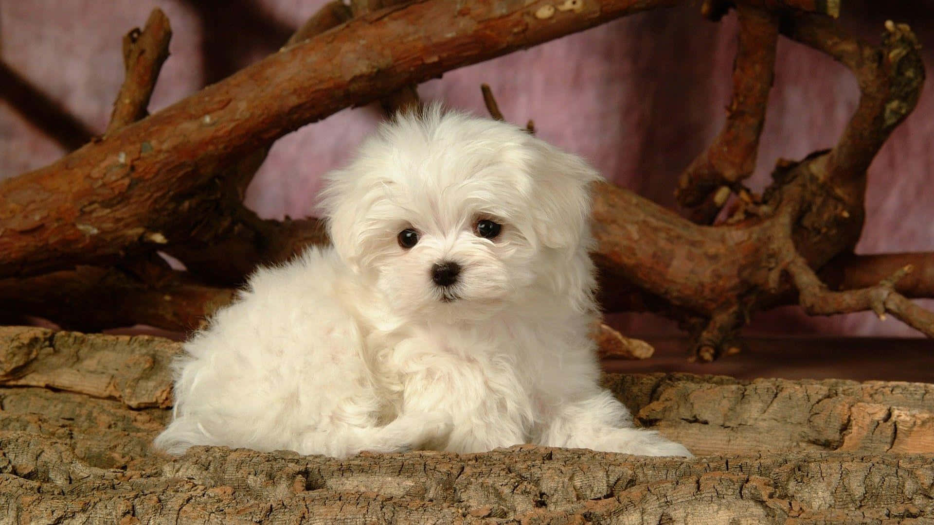 fluffy white puppy, dark eyes, rough tree stump, Full HD Desktop Wallpaper