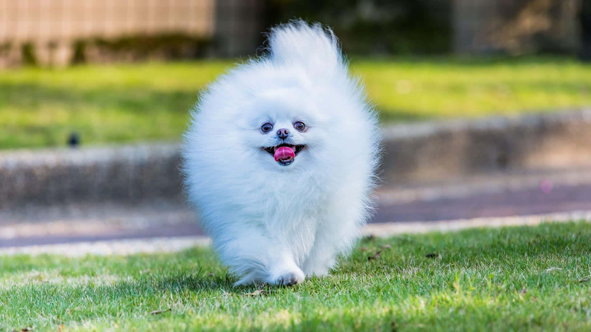 fluffy white Pomeranian dog, vibrant green grass, joyfully runs, Full HD Desktop Wallpaper