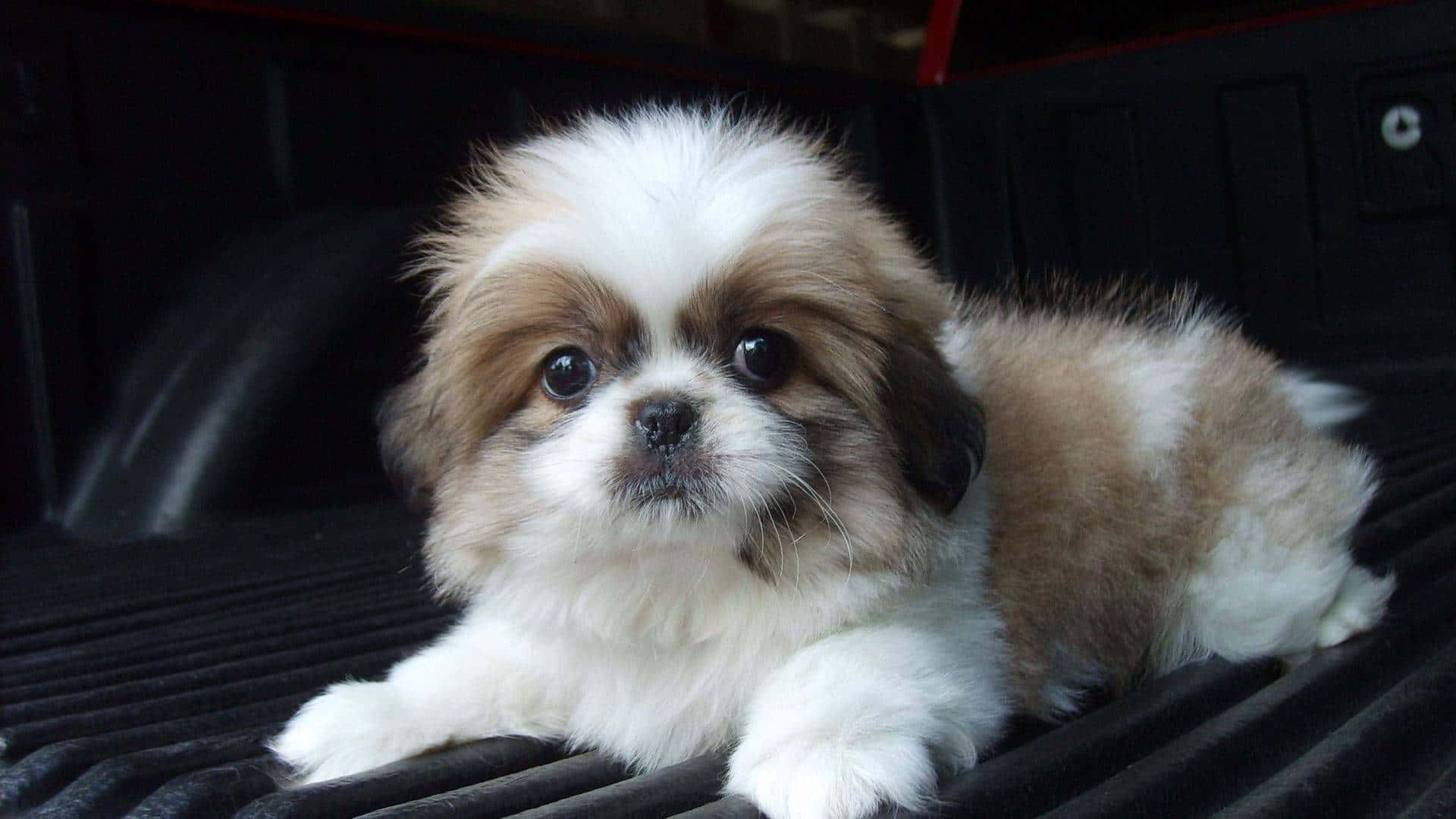 fluffy white and tan puppy, big dark eyes, black ribbed bed, Full HD Desktop Wallpaper