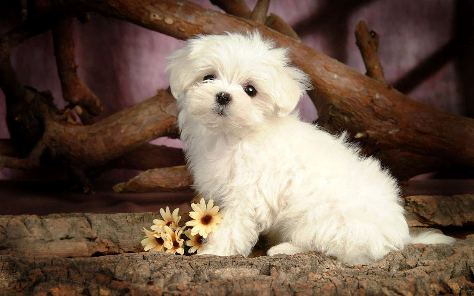 fluffy white puppy, rough log, small yellow flowers, HD Desktop Wallpaper