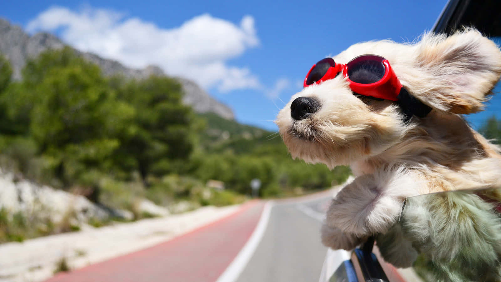 fluffy dog, red sunglasses, sunny mountain road, HD Desktop Wallpaper