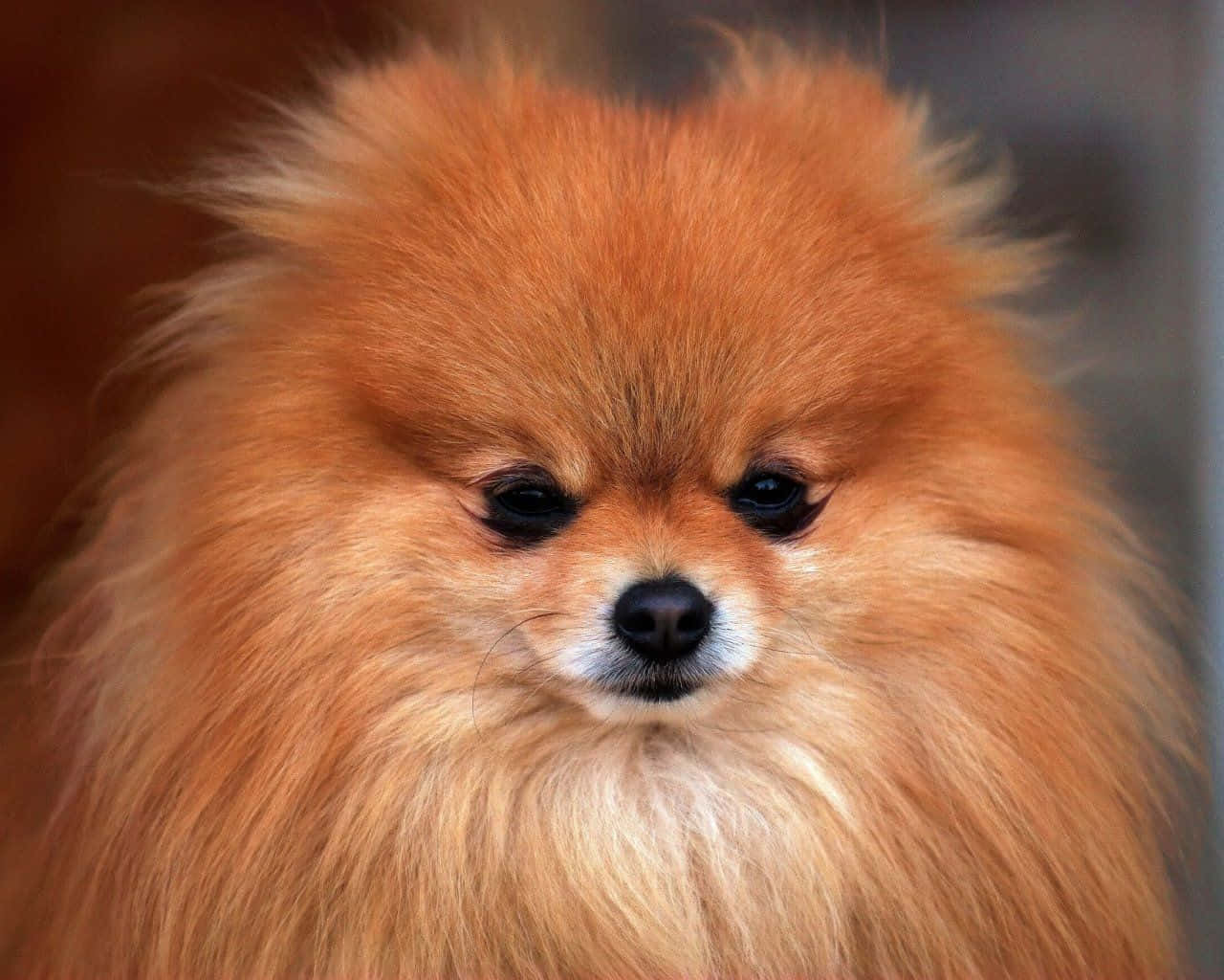 fluffy orange Pomeranian, dark eyes, white muzzle, HD Desktop Wallpaper