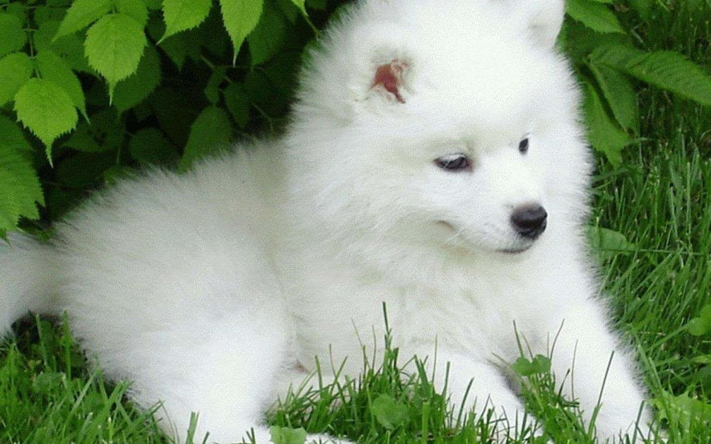 fluffy white Samoyed puppy, vibrant green grass, lush foliage, HD Desktop Wallpaper