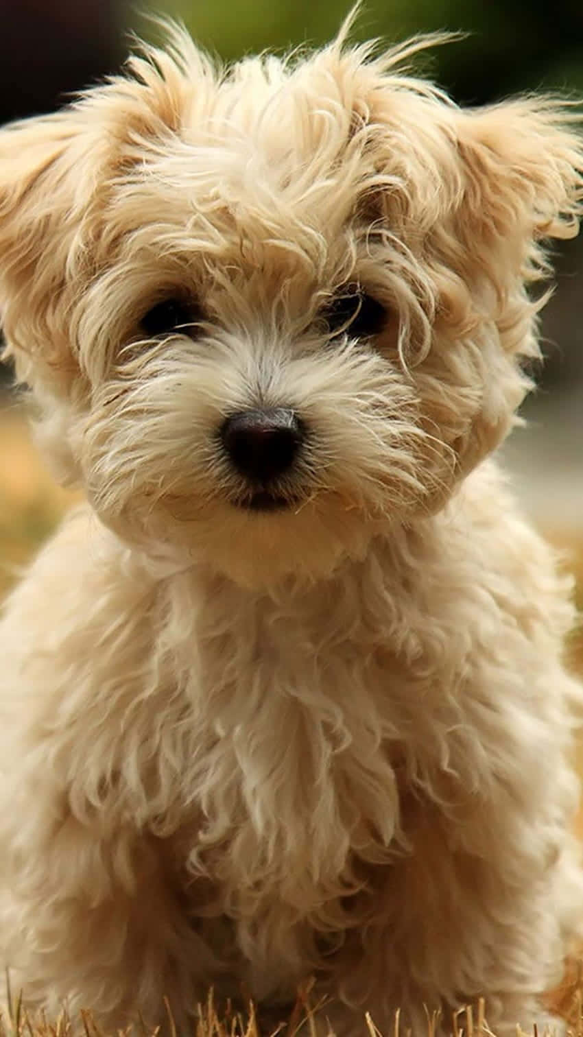 shaggy puppy, fluffy cream-colored puppy, dark eyes, HD Phone Wallpaper