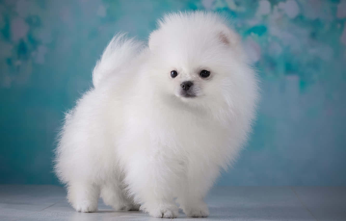 fluffy white Pomeranian dog, soft teal floral backdrop, smooth studio floor, HD Desktop Wallpaper