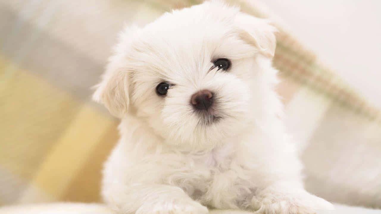 fluffy white puppy, big dark eyes, soft plaid blanket, HD Desktop Wallpaper
