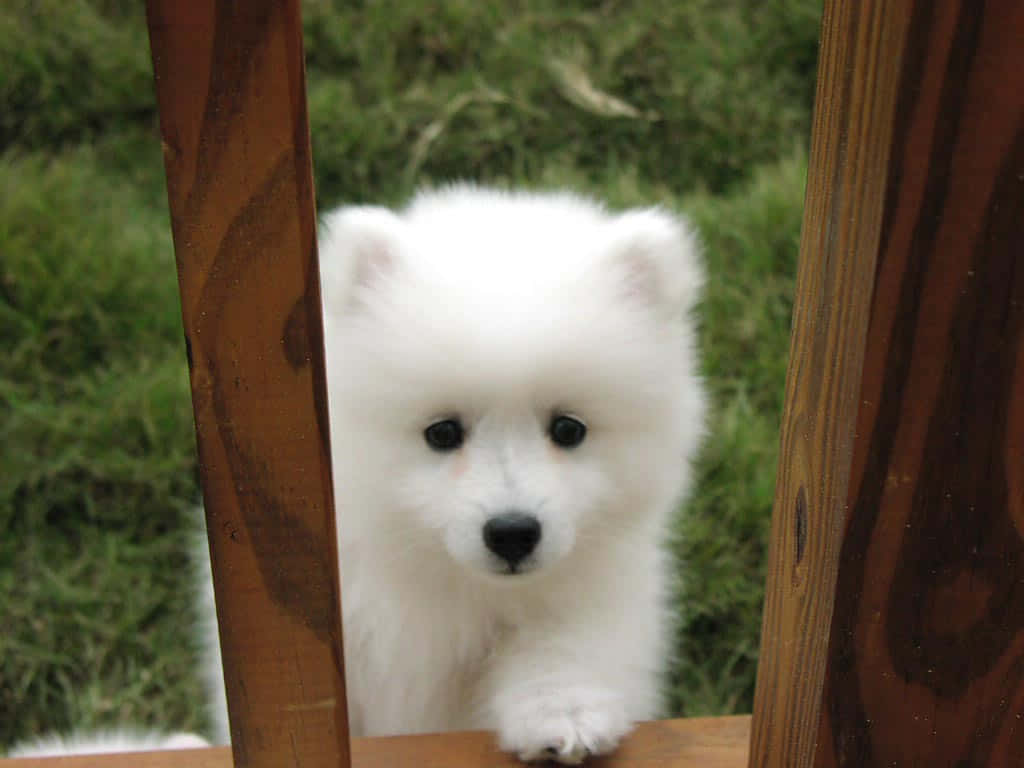 fluffy white puppy, wooden fence slats, bright green grass, SD Desktop Wallpaper