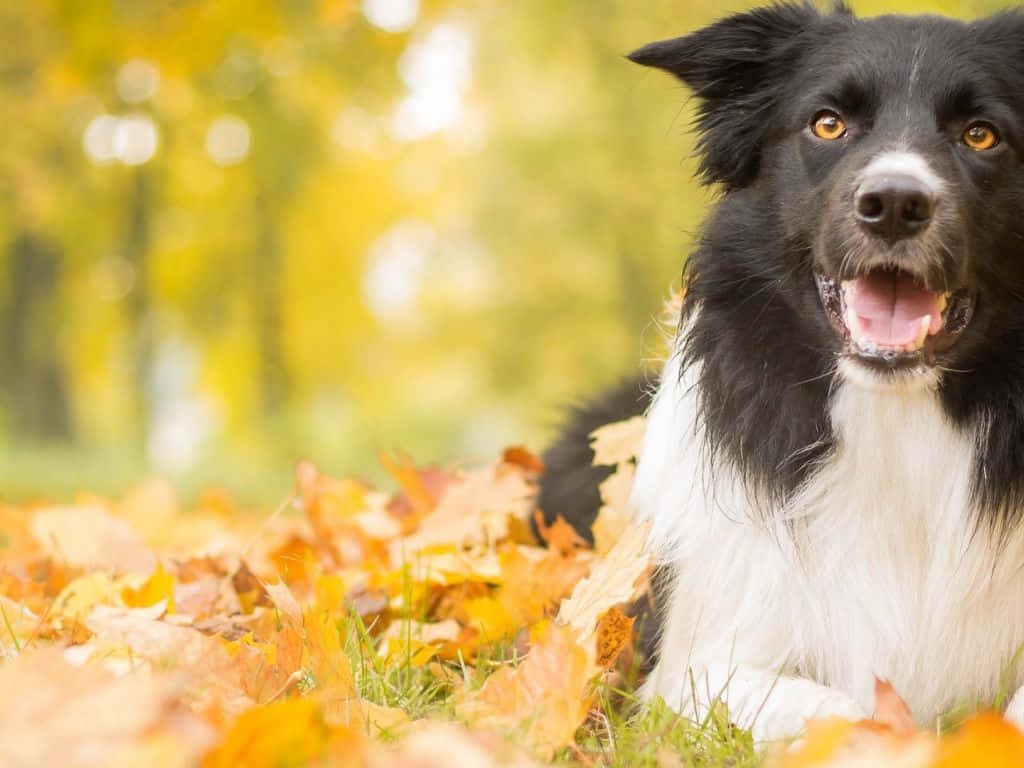 black and white border collie, golden autumn leaves, bright amber eyes, SD Desktop Wallpaper