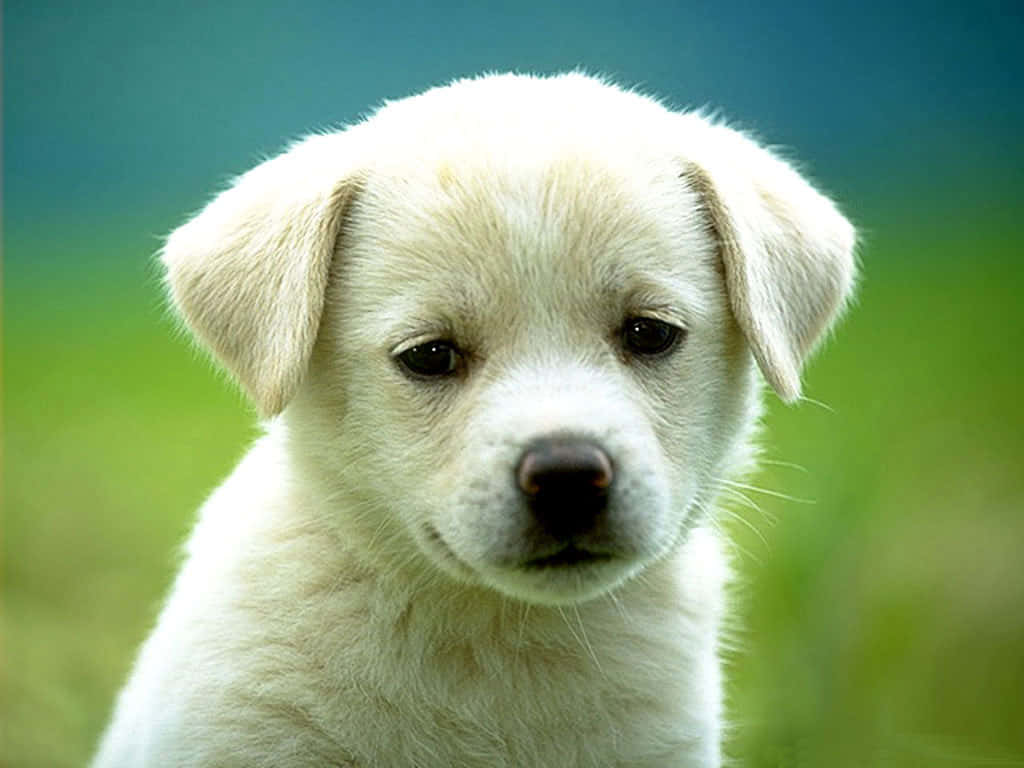 fluffy white puppy, big dark eyes, blurred green and blue background, SD Desktop Wallpaper