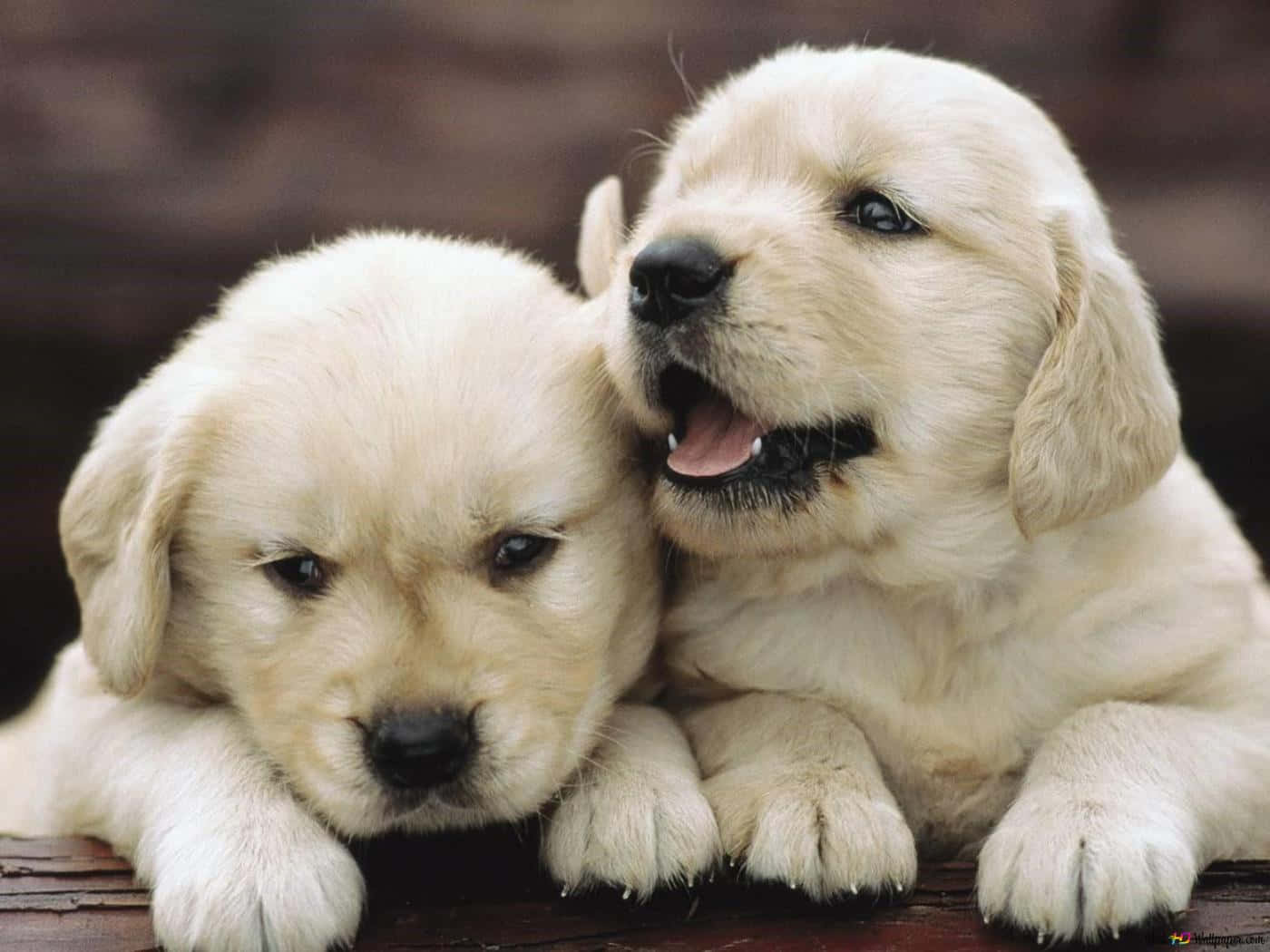 fluffy golden retriever puppies, wooden surface, happily, HD Desktop Wallpaper