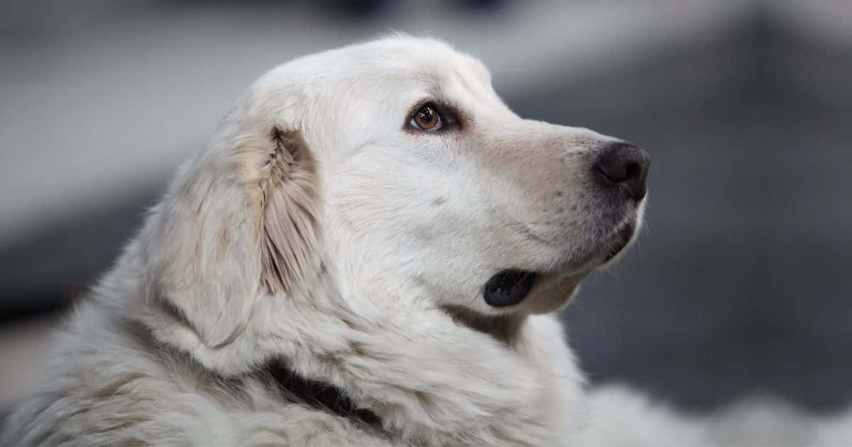 fluffy white dog, gentle brown eyes, blurred gray background, SD Desktop Wallpaper