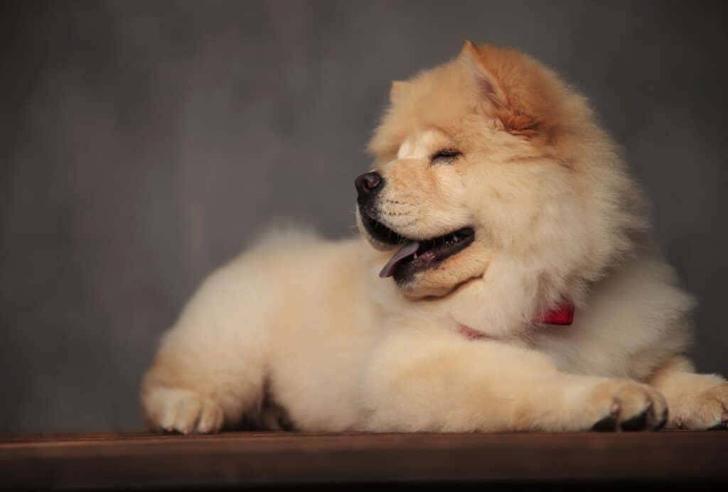 fluffy cream Chow Chow puppy, wooden surface, muted gray backdrop, SD Desktop Wallpaper