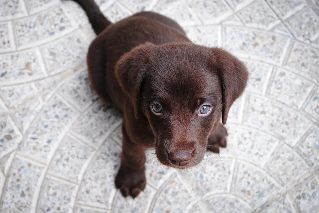 Fluffy Puppy