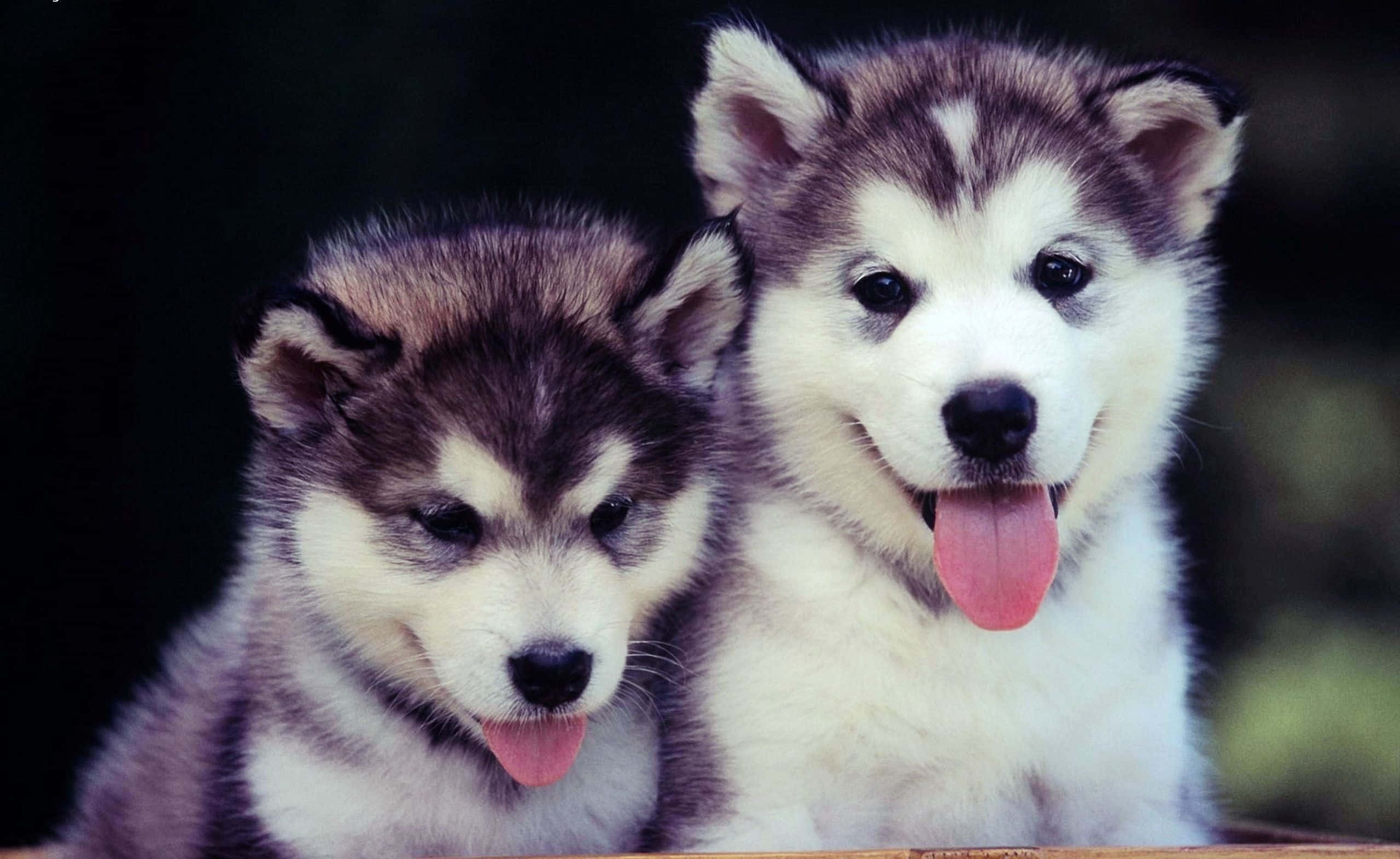 husky puppies, fluffy gray and white fur, wooden box, 2K Desktop Wallpaper