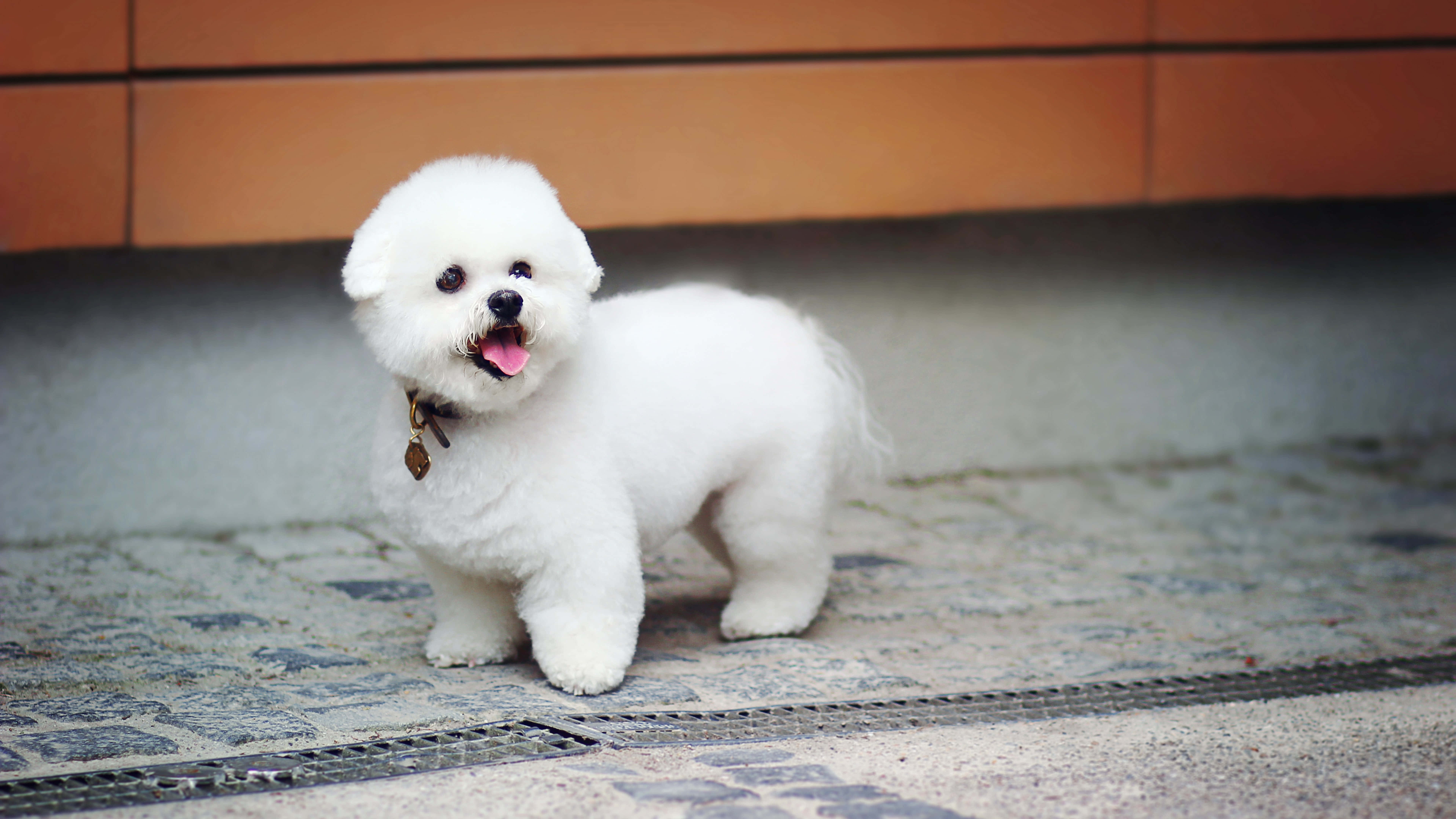 fluffy white Bichon Frise puppy, patterned pavement, tongue out, 8K Desktop Wallpaper