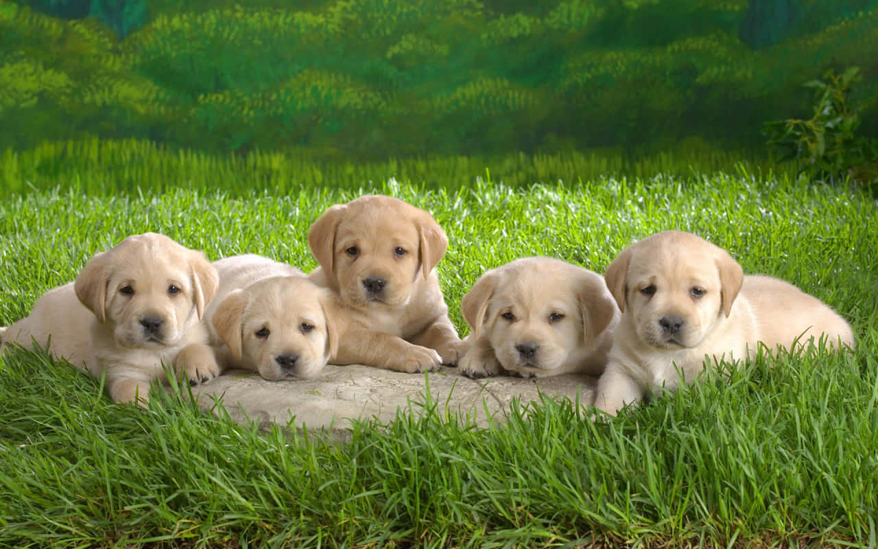 yellow Labrador puppies, stone, vibrant green grass, HD Desktop Wallpaper