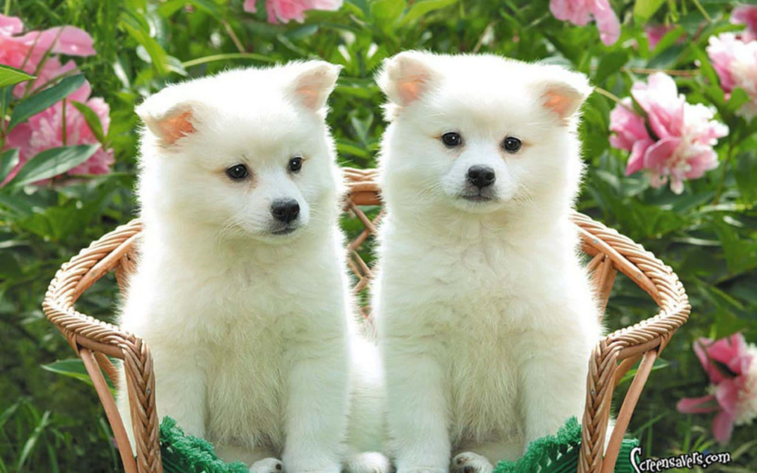 fluffy white puppies, woven basket, pink flowers, 2K Desktop Wallpaper