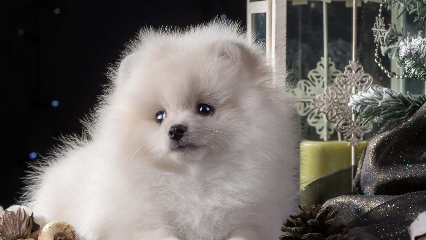fluffy white Pomeranian puppy, bright blue eyes, festive holiday decorations, HD Desktop Wallpaper