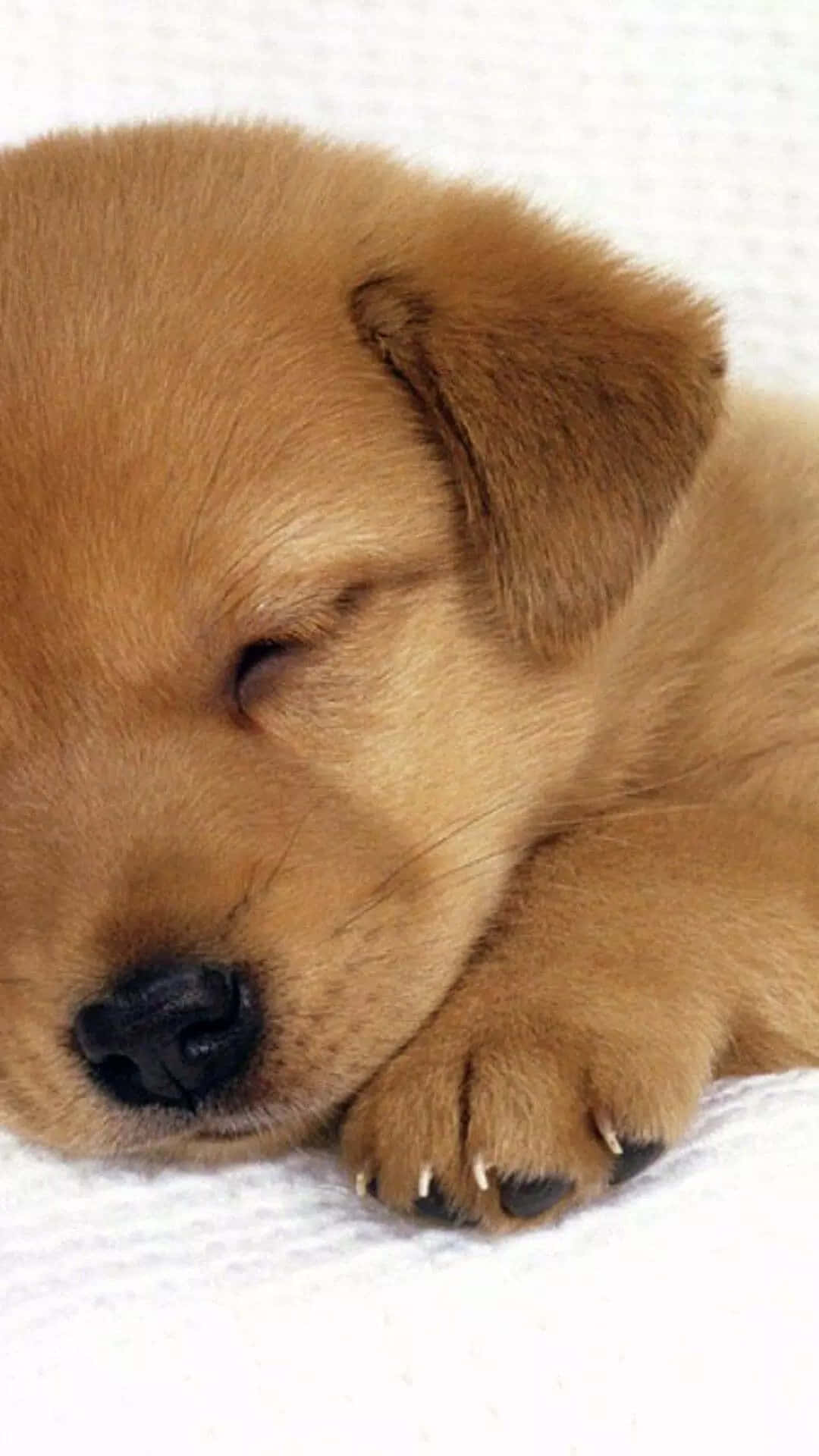 fluffy puppy, golden puppy, soft white textured blanket, Full HD Phone Wallpaper
