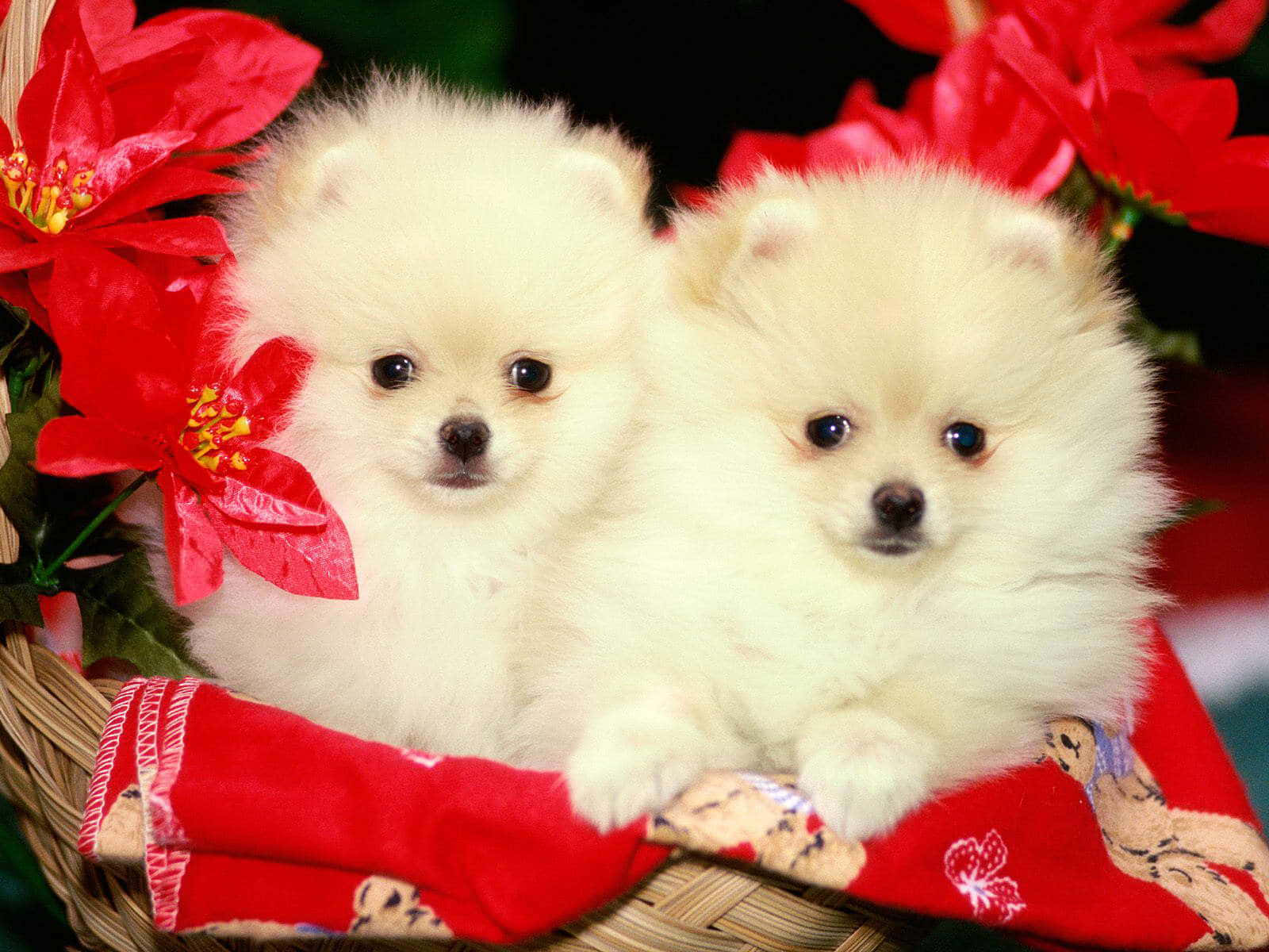 Pomeranian, white, fluffy, HD Desktop Wallpaper
