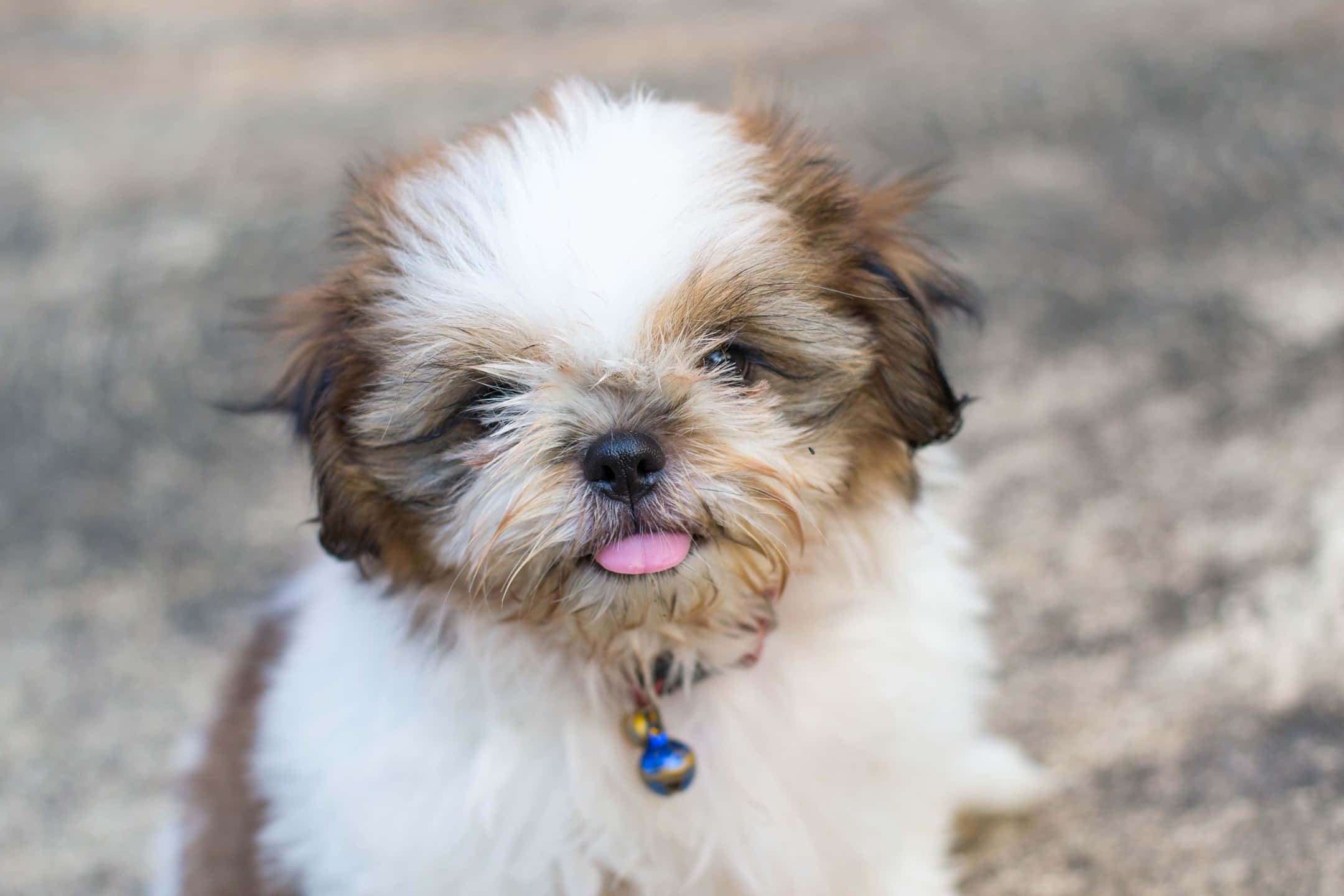 fluffy shih tzu puppy, white and brown fur, pink tongue, Full HD Desktop Wallpaper