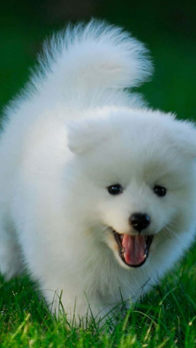 fluffy white puppy, bushy tail, vibrant green grass, SD Phone Wallpaper