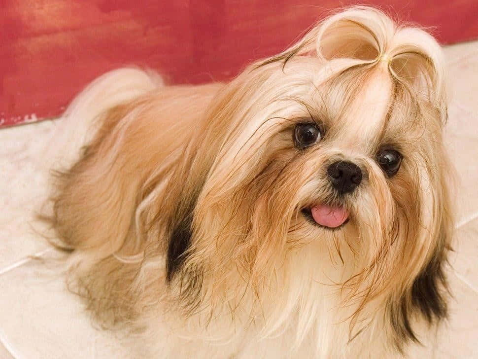 Shih Tzu, fluffy, light brown, SD Desktop Wallpaper