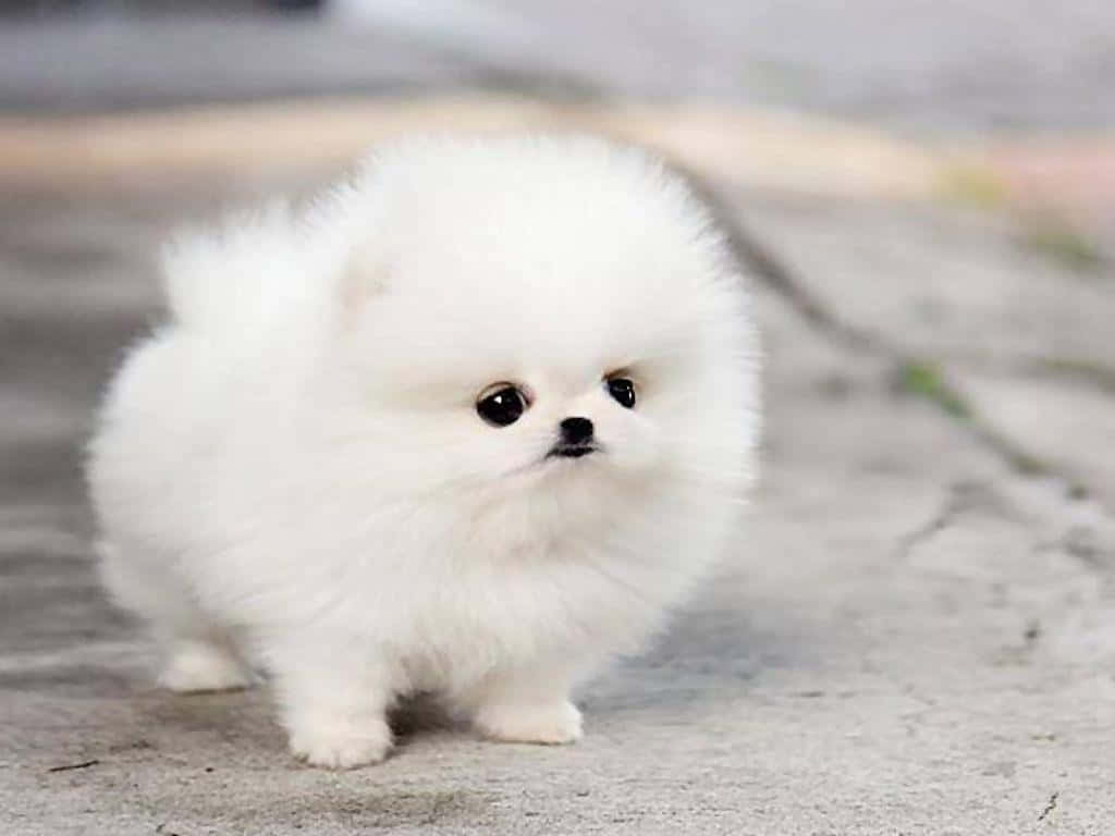 fluffy white Pomeranian puppy, gray pavement, soft focus background, SD Desktop Wallpaper