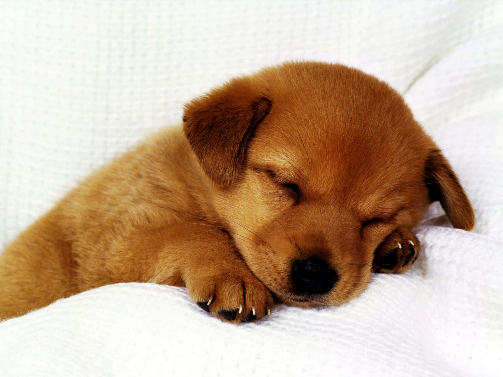 fluffy brown puppy, white textured blanket, sleeps peacefully, HD Desktop Wallpaper