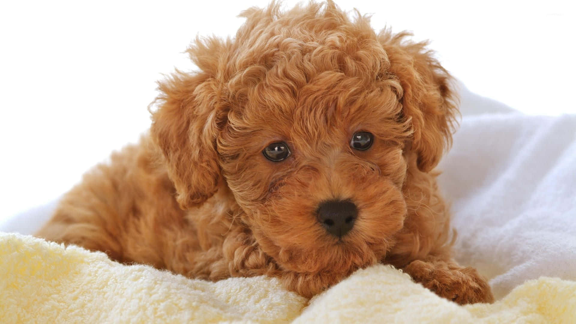fluffy puppy, reddish-brown, big dark eyes, Full HD Desktop Wallpaper