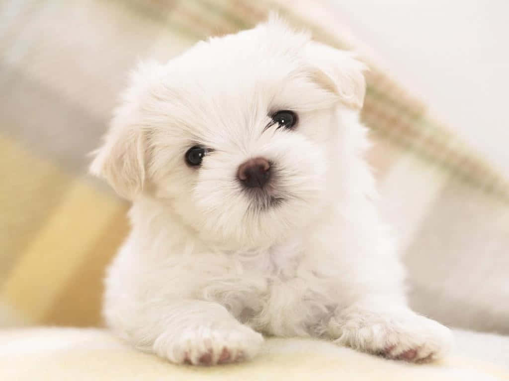 Maltese dog, fluffy white puppy, big dark eyes, SD Desktop Wallpaper