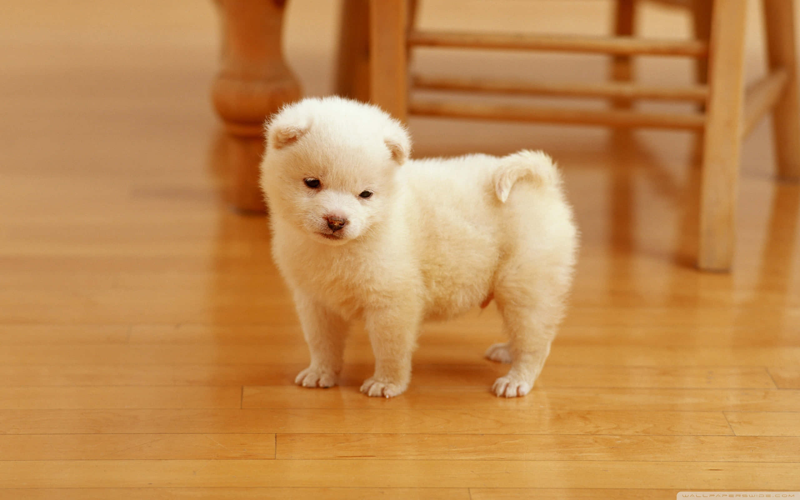 fluffy white puppy, warm wooden floor, soft golden lighting, 2K Desktop Wallpaper