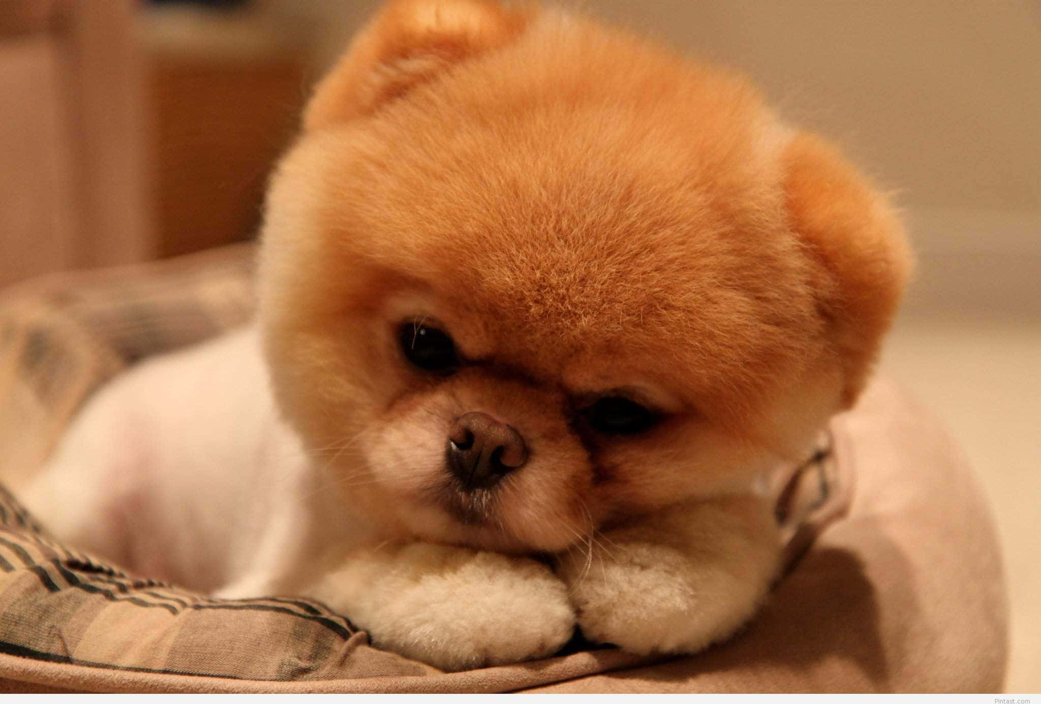 fluffy orange and white Pomeranian puppy, cozy patterned bed, soft warm lighting, Full HD Desktop Wallpaper