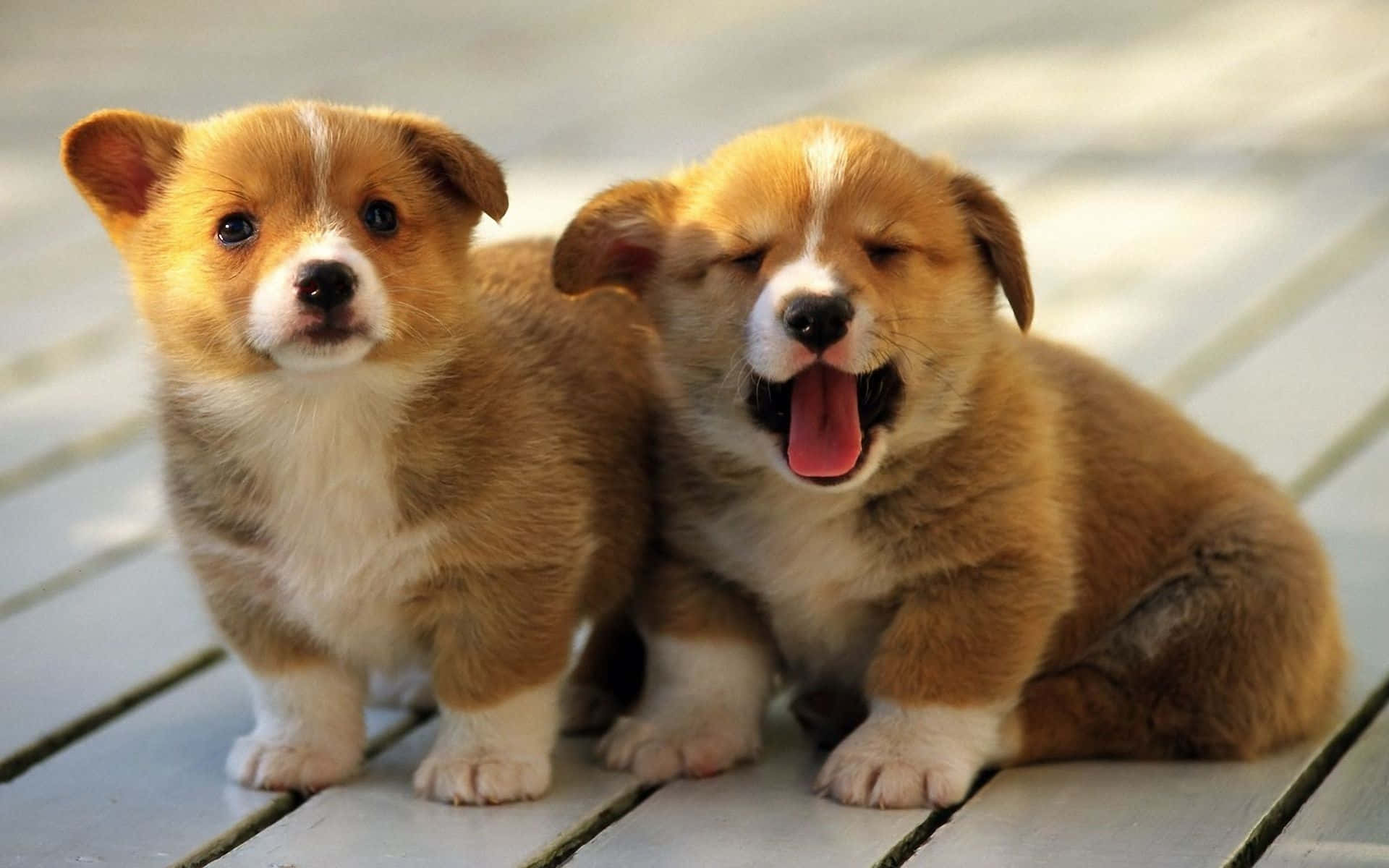 fluffy puppy, corgi puppies, colourful bowtie, Full HD Desktop Wallpaper