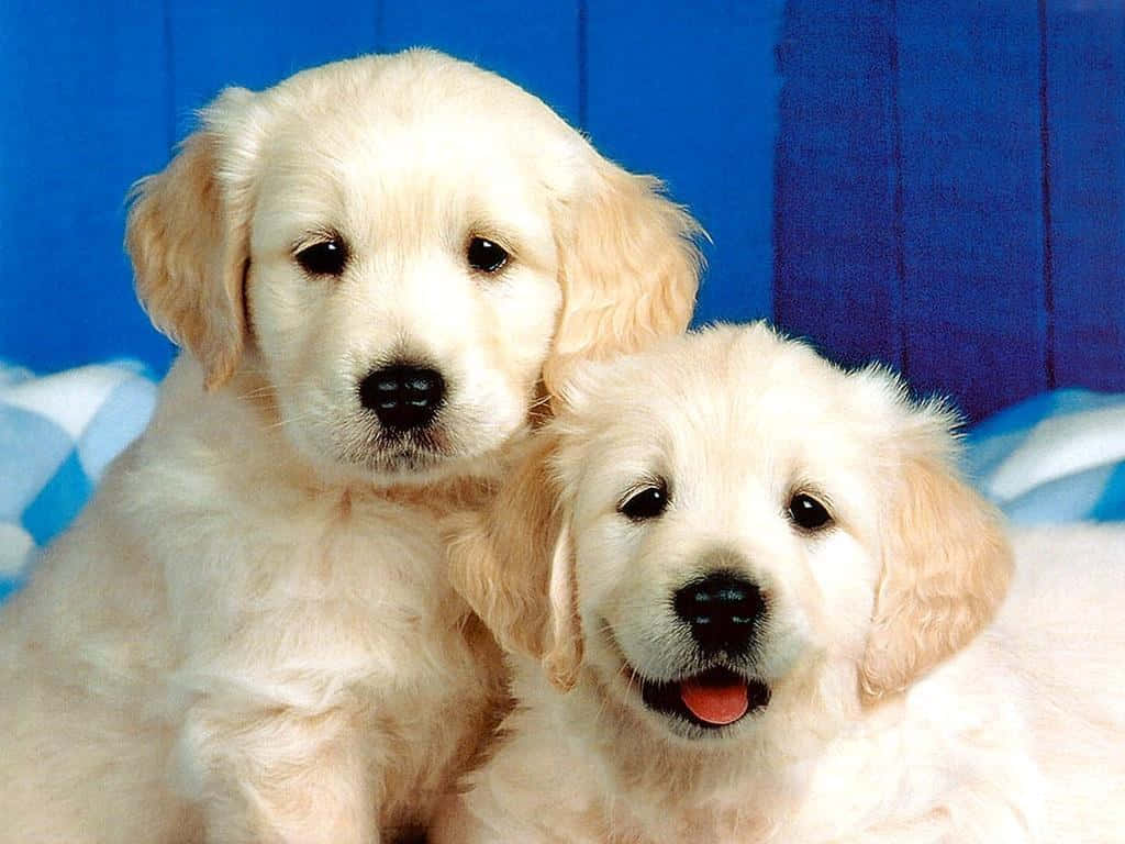 golden retriever, fluffy golden retriever puppies, bright eyes, SD Desktop Wallpaper