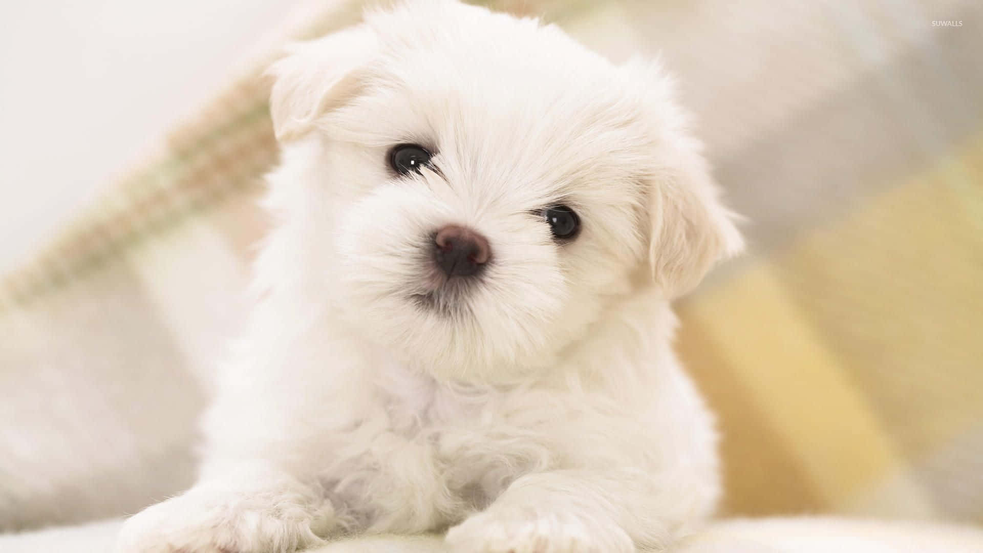 fluffy white puppy, big dark eyes, soft checkered blanket, Full HD Desktop Wallpaper