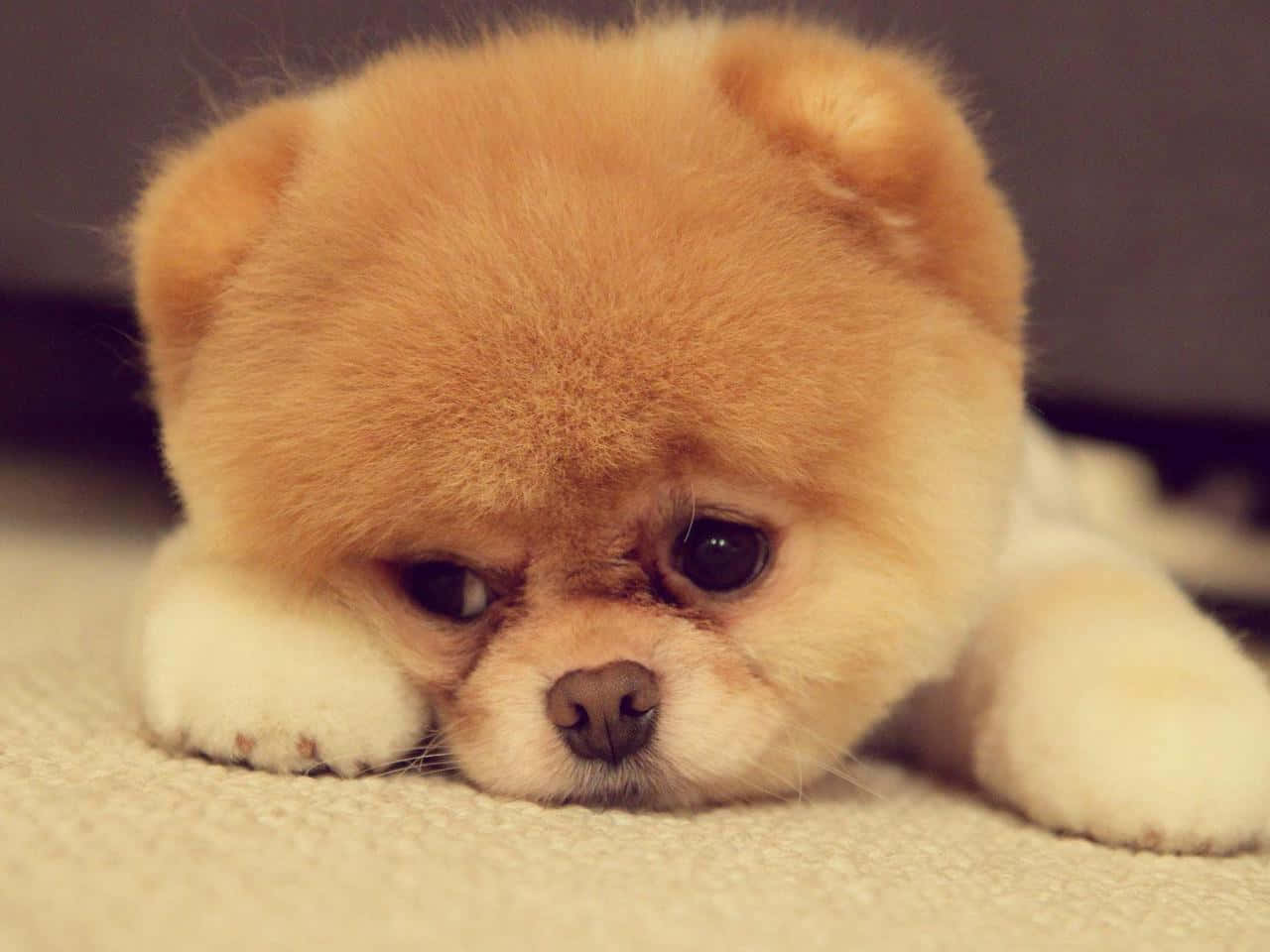 fluffy tan Pomeranian puppy, beige carpet, soft warm lighting, HD Desktop Wallpaper