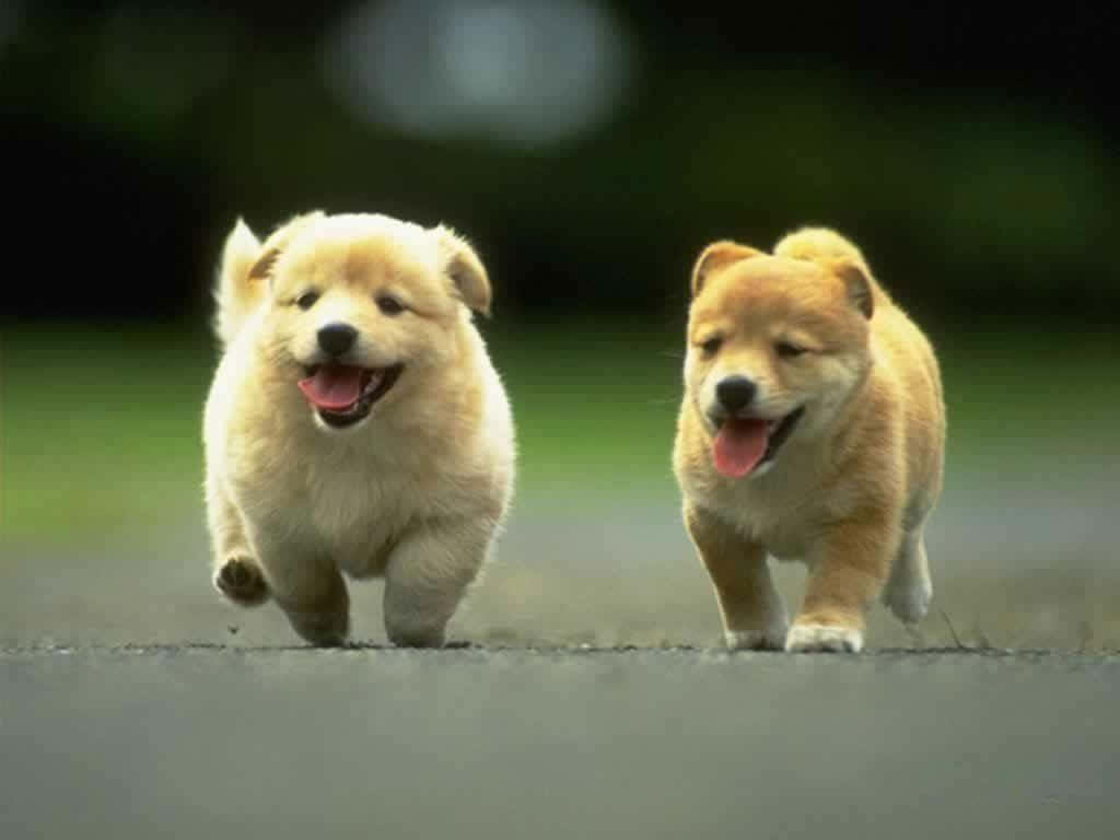 fluffy puppies, paved path, blurred greenery, SD Desktop Wallpaper