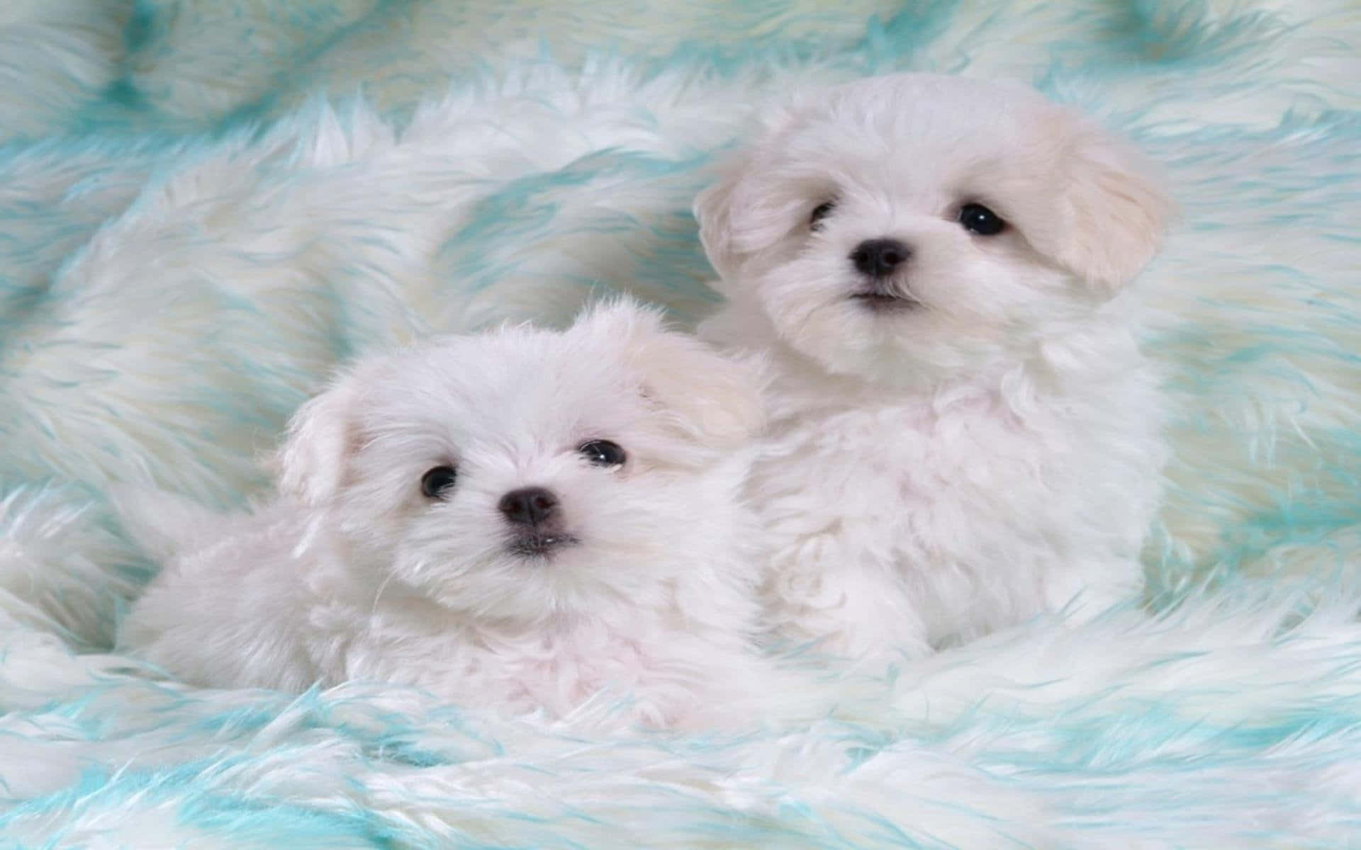 fluffy puppy, flowy scarf, turquoise and white furry blanket, Full HD Desktop Wallpaper
