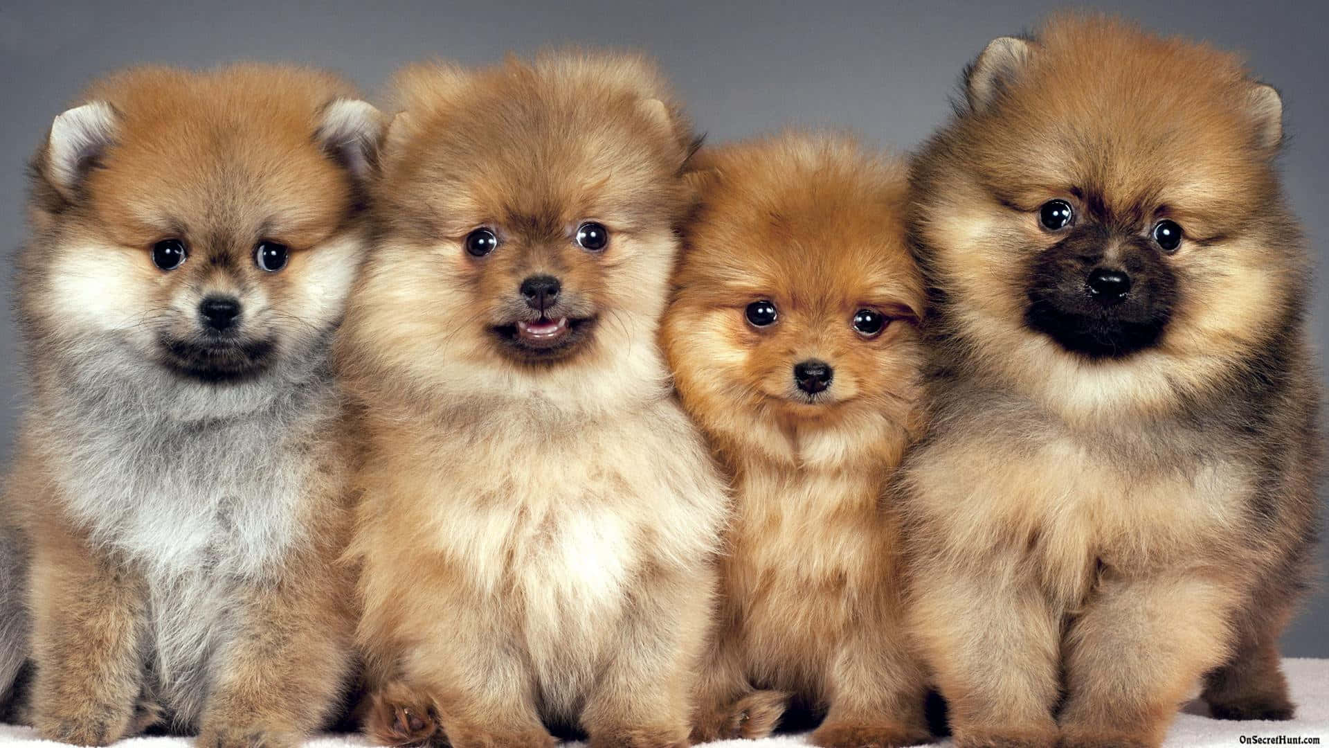 fluffy Pomeranian puppies, bright eyes, plain gray background, Full HD Desktop Wallpaper