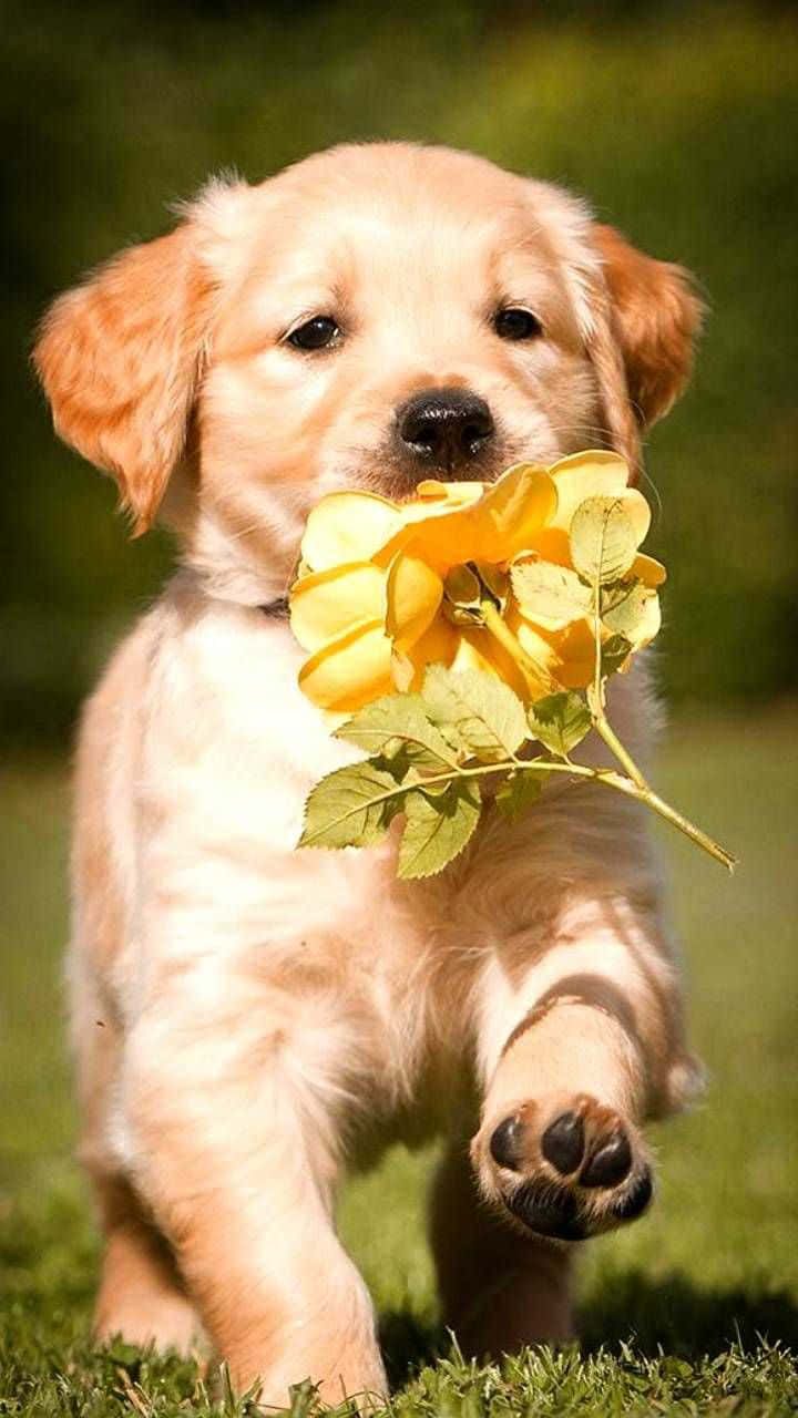 golden retriever puppy, bright yellow rose, grass, HD Phone Wallpaper