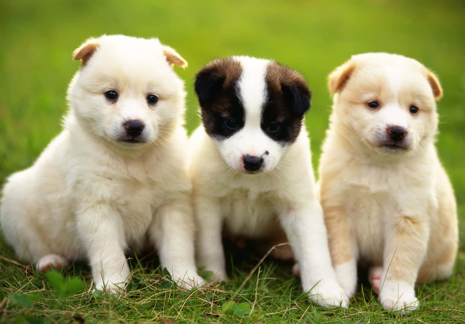 cute spotted puppy dog breeds, Sweet Spotted Puppy, fluffy white and brown fur, HD Desktop Wallpaper