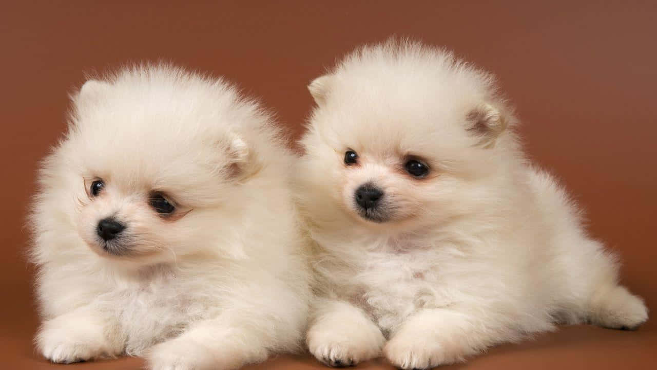 fluffy white Pomeranian puppies, dark eyes, warm brown background, HD Desktop Wallpaper