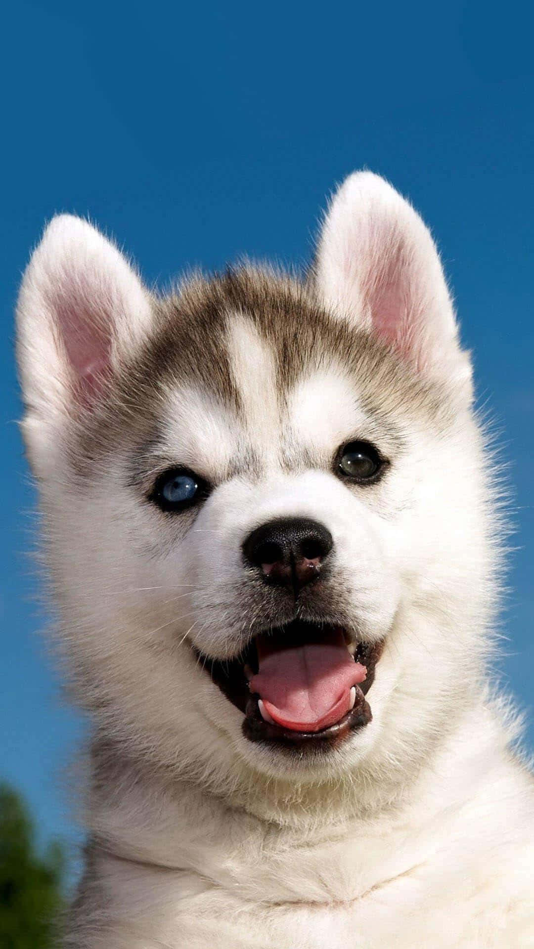 husky puppy, one blue and one brown eye, clear blue sky, Full HD Phone Wallpaper